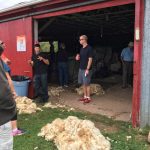 Upperbrook Farm: Open Farm Day 2016